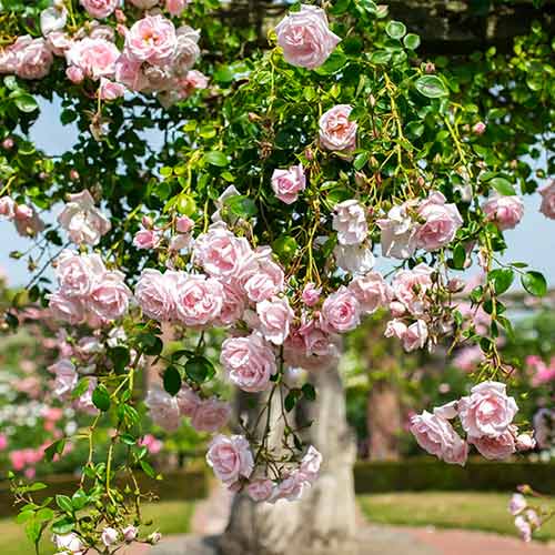 Ruže penjačice New Dawn slika 1 interface.art 2172