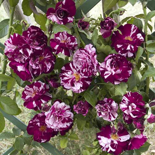 Ruže penjačice New Imagine®, C5 slika 1 interface.art 5496