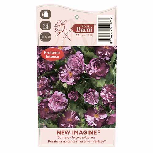 Ruže penjačice New Imagine®, C5 slika 4 interface.art 5496