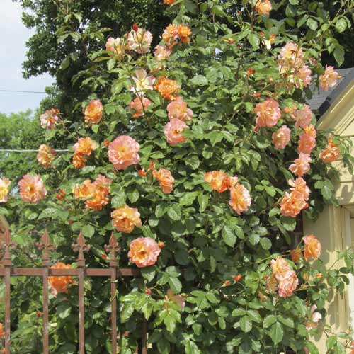 Ruže penjačice Orange Climbing slika 1 interface.art 6253
