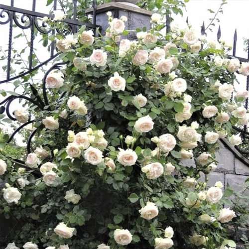 Ruže penjačice Palais Royal slika 1 interface.art 6254