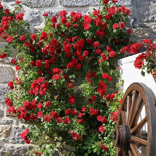 Ruže penjačice Paul's Scarlet, root ball slika 1 interface.art 2176