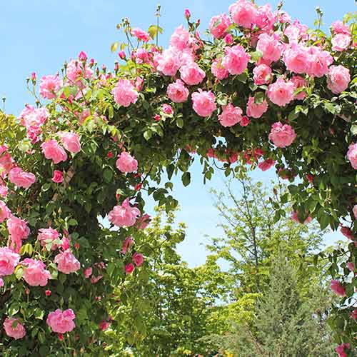 Ruže penjačice Pink, root ball slika 1 interface.art 2180