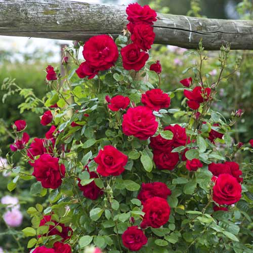 Ruže penjačice Red Rodin slika 1 interface.art 6255