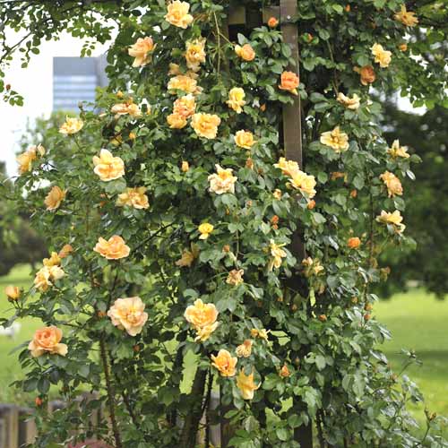 Ruže penjačice Redova ®, С5 slika 1 interface.art 6182