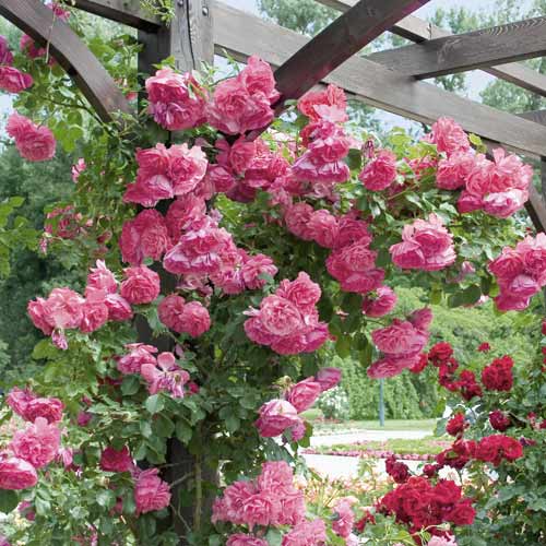 Ruže penjačice Rosarium Uetersen slika 1 interface.art 6256