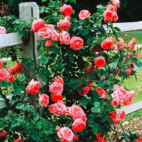 Ruže penjačice Salmon slika 1 interface.art 5891