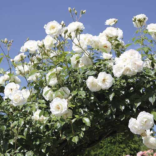 Ruže penjačice Schneewalzer slika 1 interface.art 6257