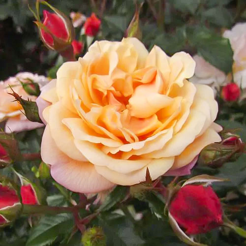 Ruže penjačice Susie ®, С5 slika 2 interface.art 6183