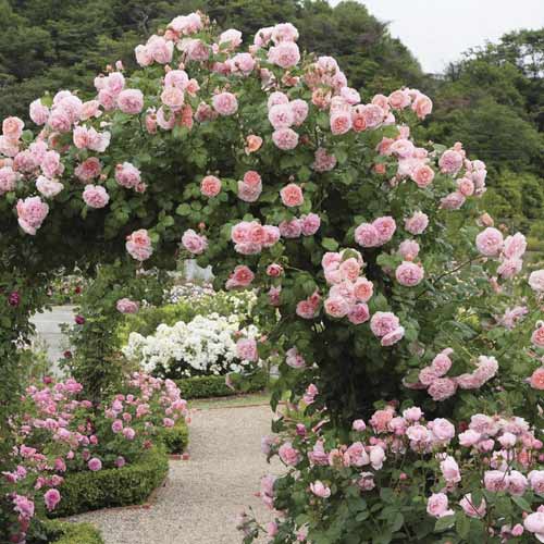 Ruže penjačice Valeria slika 1 interface.art 6258