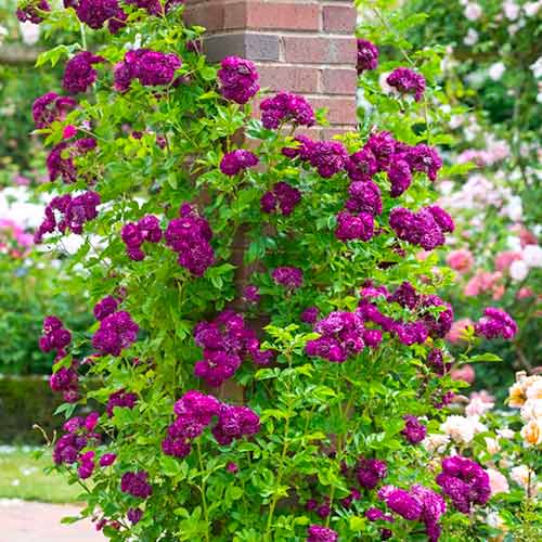 Ruže penjačice Violet slika 1 interface.art 5894