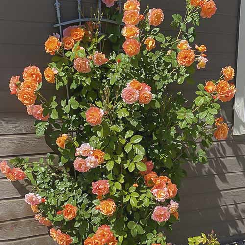 Ruže penjačice Westerland slika 1 interface.art 6259