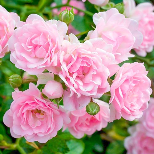 Ruže The Fairy slika 1 interface.art 5010