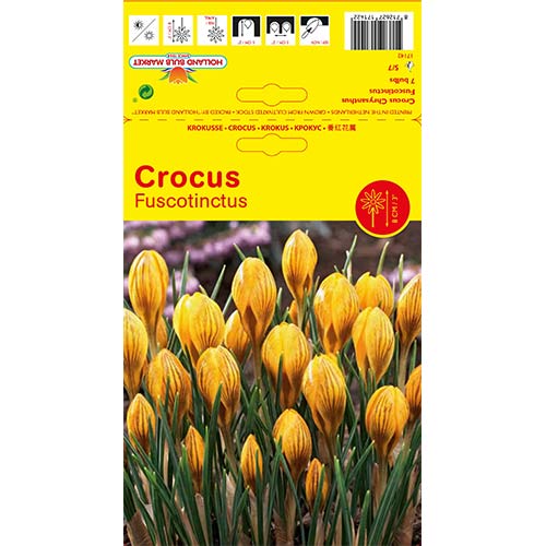 Šafran Fuscontinctus slika 1 interface.art 67539