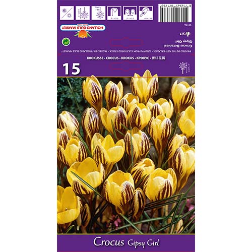 Šafran Gipsy Girl slika 1 interface.art 67617