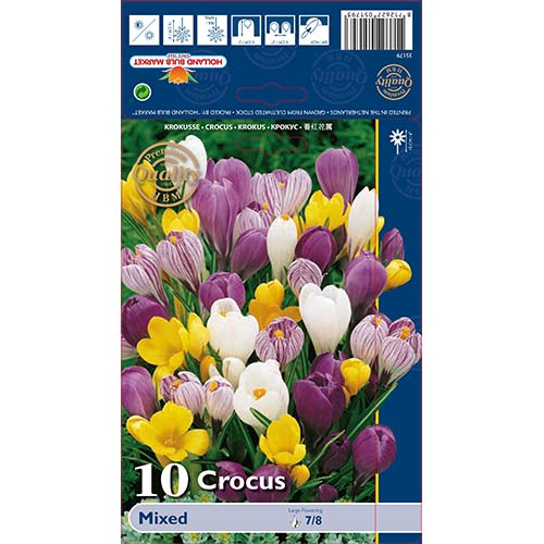 Šafran Large Flowering Mixed slika 1 interface.art 68015