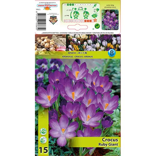 Šafran Ruby Giant slika 1 interface.art 67338