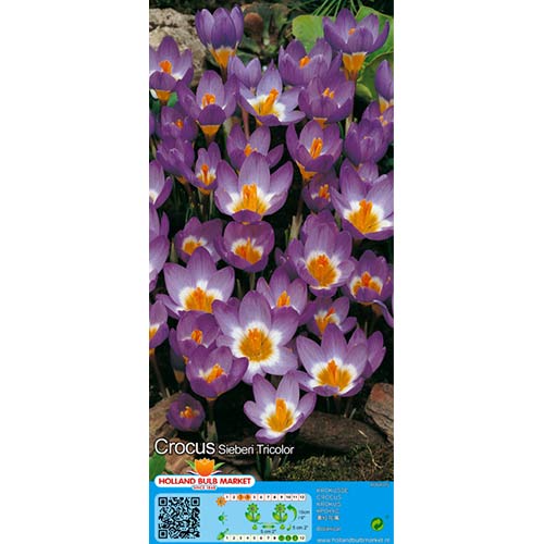 Šafran Sieberi Tricolor slika 1 interface.art 67620