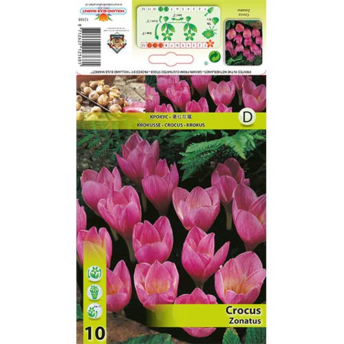 Šafran Zonatus slika 1 interface.art 67345