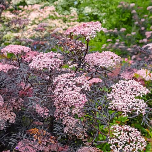 Sambucus nigra Black Lace Eva, С2 slika 1 interface.art 8265