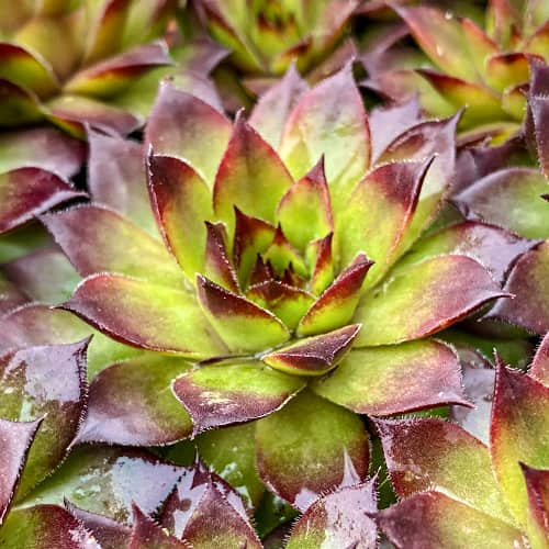 Sempervivum Cassiopea, С2 slika 1 interface.art 8266