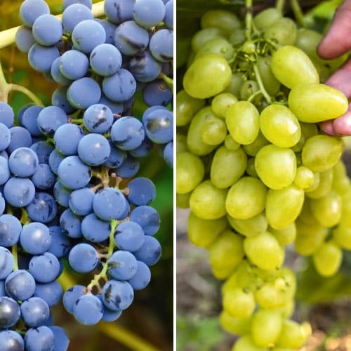 Set super ranih vinovih loza, 2 sadnice slika 1 interface.art 4958