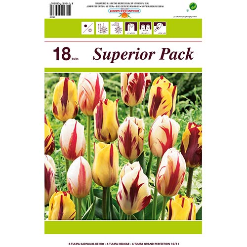 Set tulipana Grazia interface.art interface.photo 1 Set tulipana Grazia slika 1 interface.art 67558
