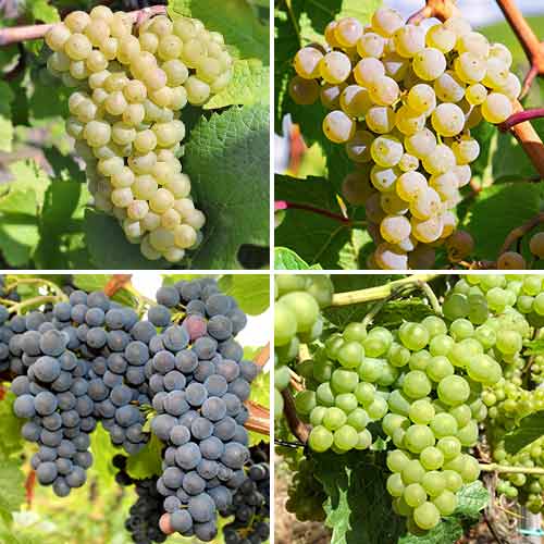 Set vinove loze Grožđevo iskušenje, 4 sadnice slika 1 interface.art 5573