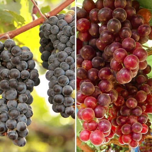 Set vinove loze Rose, 2 sadnice interface.art interface.photo 1 Set vinove loze Rose, 2 sadnice slika 1 interface.art 5577