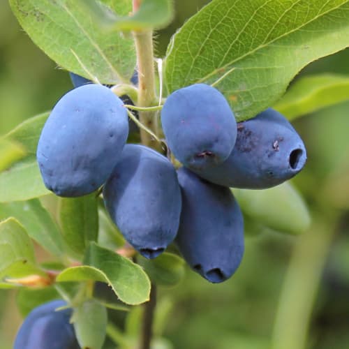 Sibirska borovnica (Honeyberry) Boreal Beauty, P9 slika 1 interface.art 1585