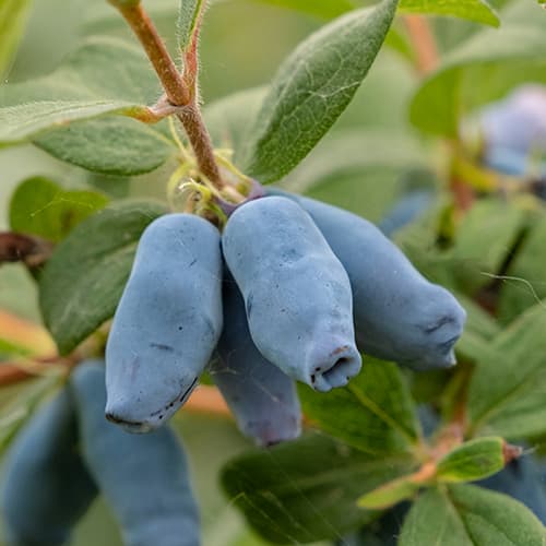 Sibirska borovnica (Honeyberry) Duet, P9 slika 1 interface.art 9227