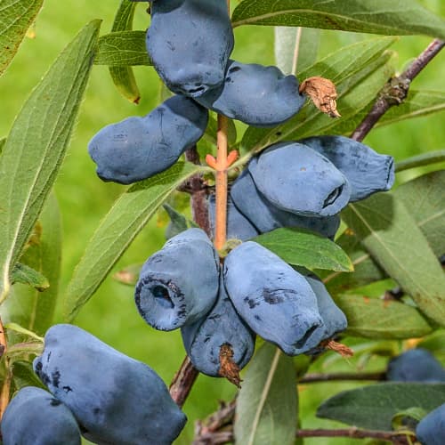 Sibirska borovnica (Honeyberry) Honeybee, P9 slika 1 interface.art 1586