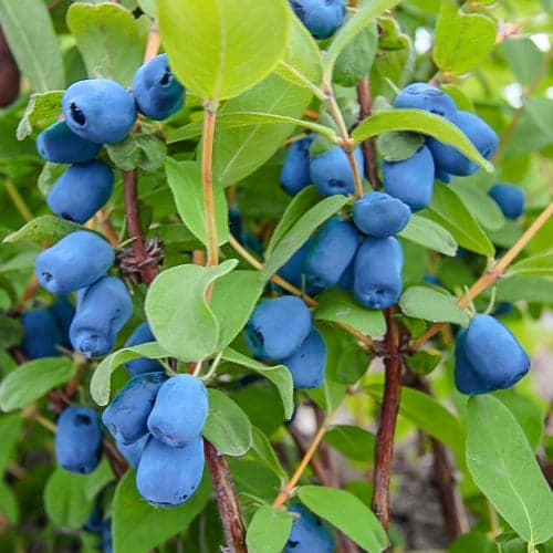 Sibirska borovnica (Honeyberry) Indigo Gem, P9 slika 1 interface.art 9306