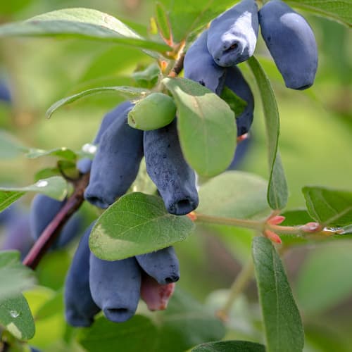 Sibirska borovnica (Honeyberry) Nimfa slika 1 interface.art 9309