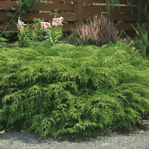 Sibirska mikrobiota, C2 slika 1 interface.art 7746