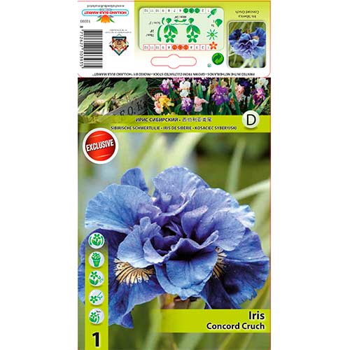 Sibirski iris Concord Crush slika 1 interface.art 76286