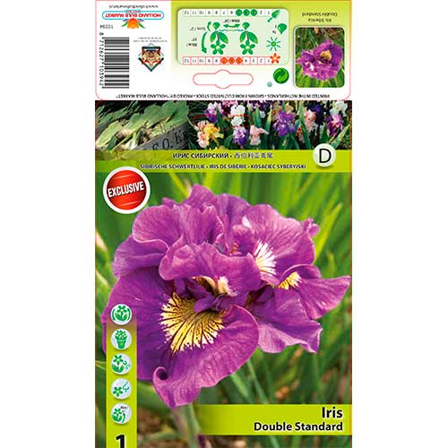 Sibirski iris Double Standard slika 1 interface.art 76287