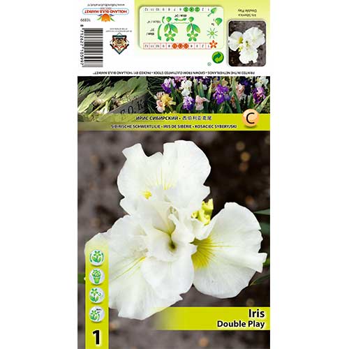 Sibirski iris Duble Play interface.art interface.photo 1 Sibirski iris Duble Play slika 1 interface.art 70420