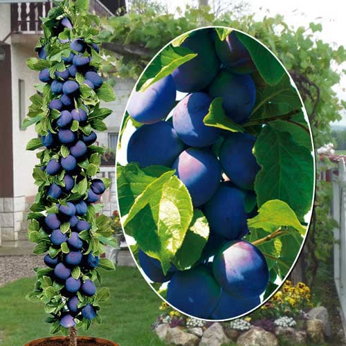 Šljiva stupolika Fruca, С2 slika 1 interface.art 1945