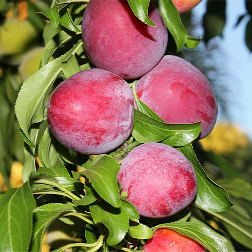 Šljiva (stupolika) Red Lure slika 1 interface.art 2022