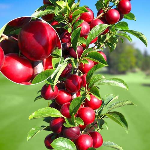 Šljiva stupolika Rubin, С2 interface.art interface.photo 1 Šljiva stupolika Rubin, С2 slika 1 interface.art 1919