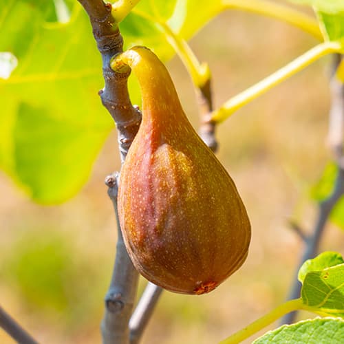 Smokva Francesco, С2 slika 1 interface.art 5454