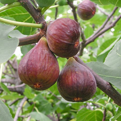 Smokva Morena, С2 slika 1 interface.art 5455