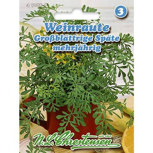 Smrdljiva rutvica slika 1 interface.art 86022