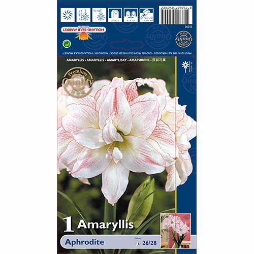 Amarilis Aphrodite slika 1 interface.art 76002