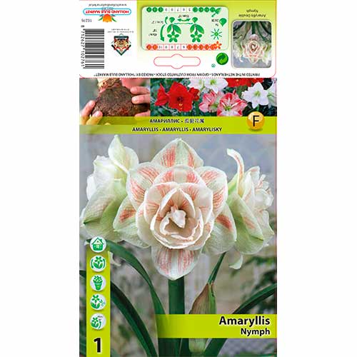 Sobni ljiljan Nimfa slika 1 interface.art 70328