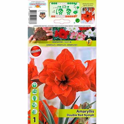 Sobni ljiljan Red Nymph slika 1 interface.art 70330