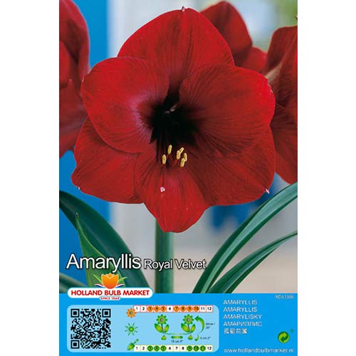Amarilis Royal Velvet slika 1 interface.art 76014