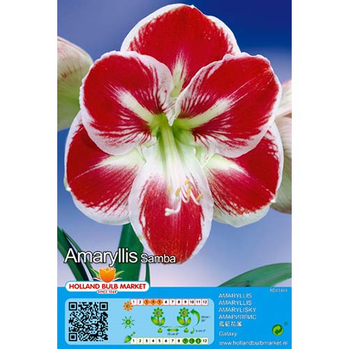 Amarilis Samba slika 1 interface.art 76015