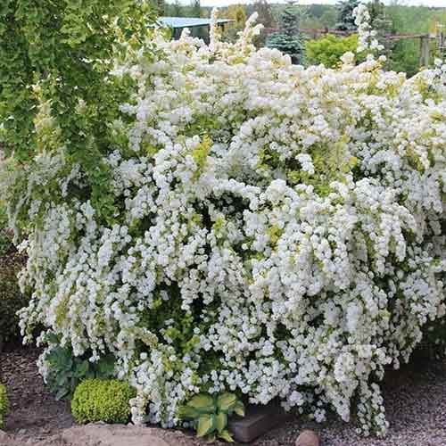 Spiraea vanhouttei Gold Fountain, С2 slika 1 interface.art 8268
